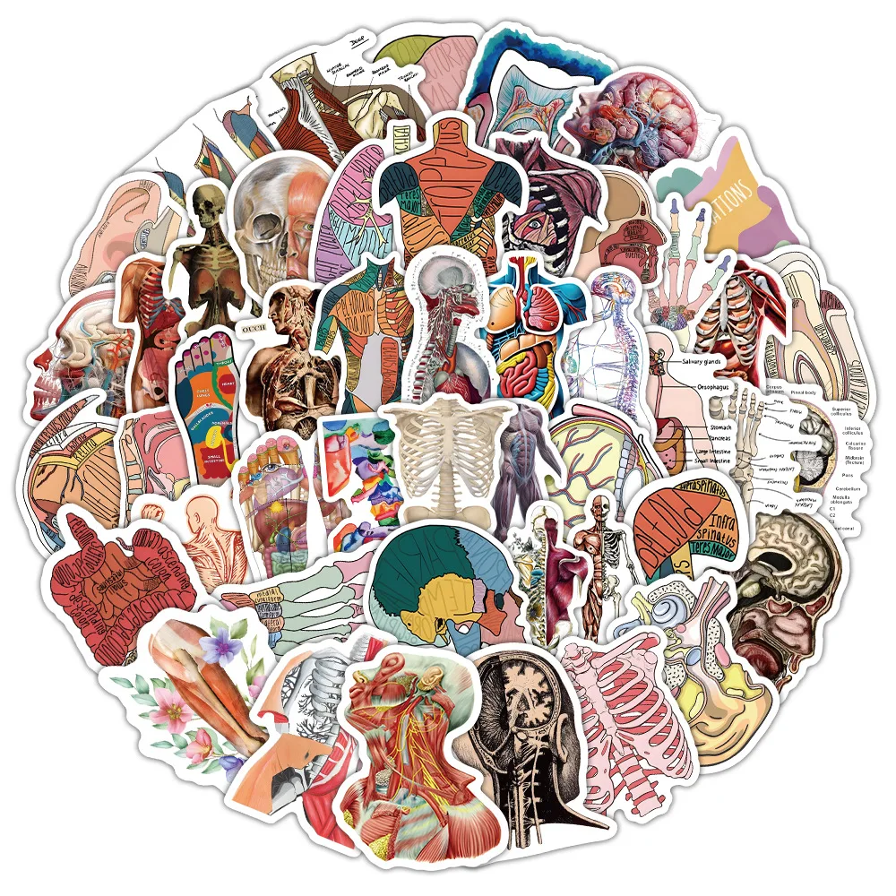 

10/50/100PCS Human Organs Medical Knowledge Human Anatomy Stickers Waterproof Graffiti Stickers for Skateboard Guitar Luggage