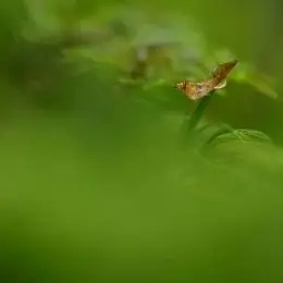 

Генератор гипоксии для тренировок на большой высоте с низким уровнем шума, гипоксический концентратор для спортзалов и спорта.