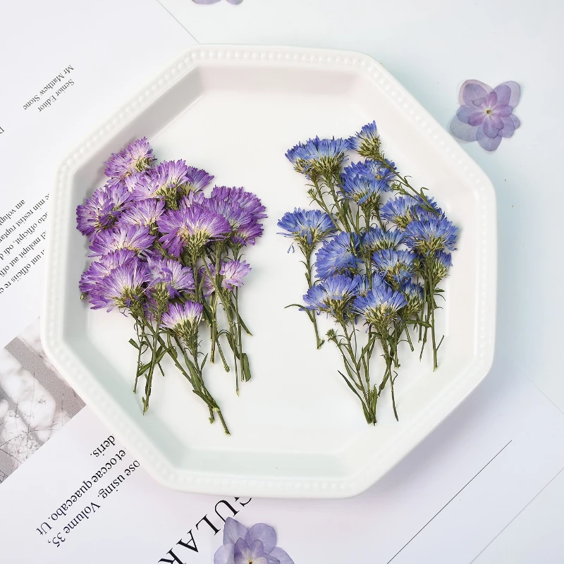 

3-5cm/24PCS,Dual-Colored Peacock Grass Dried Pressed Real Flower Frame card Decoration Drop Glue DIY Coaster Handcraft Material