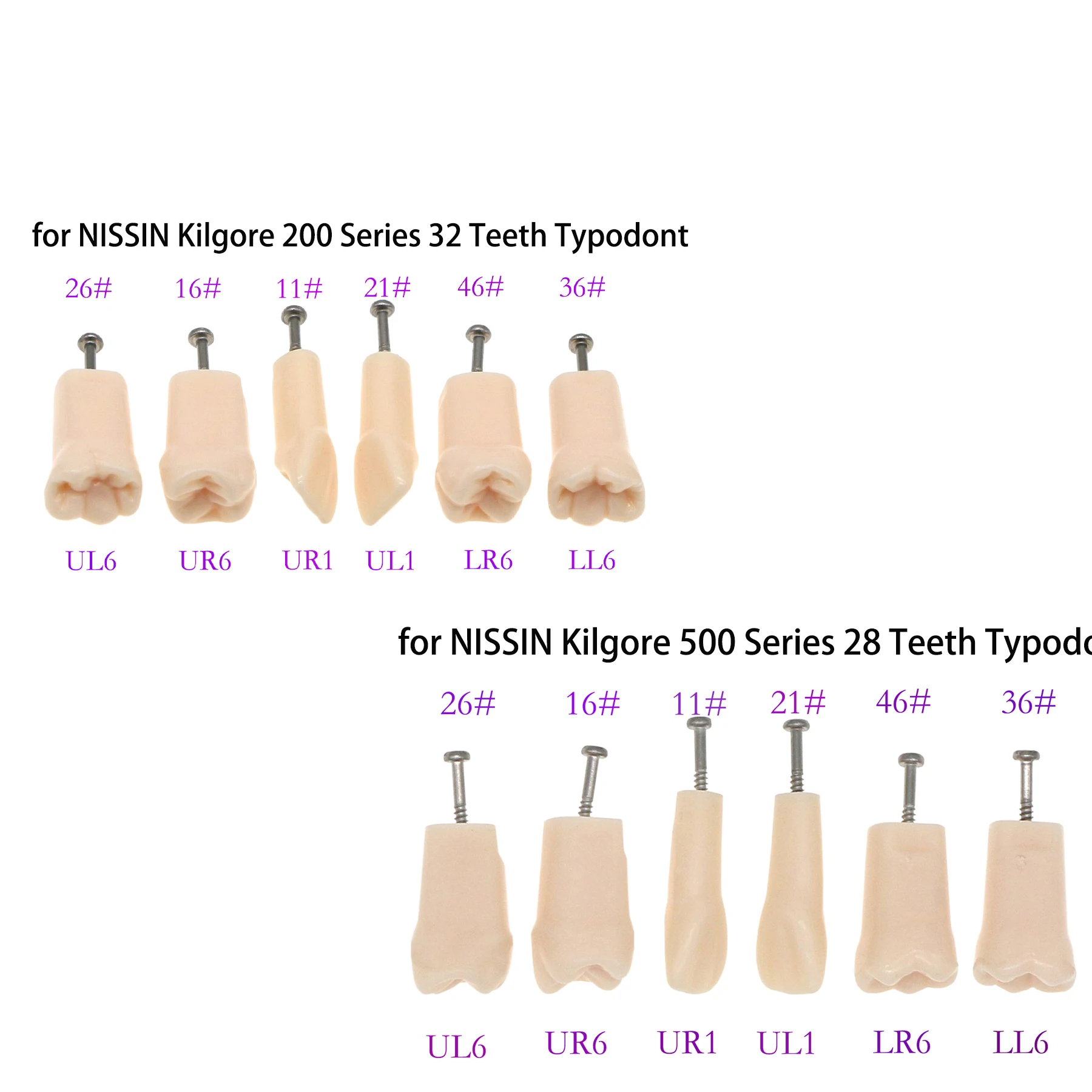 M8024/M8025 Dental Replacement Screw-in Teeth Typodont Model fit Kilgore NISSIN 200/500 Type