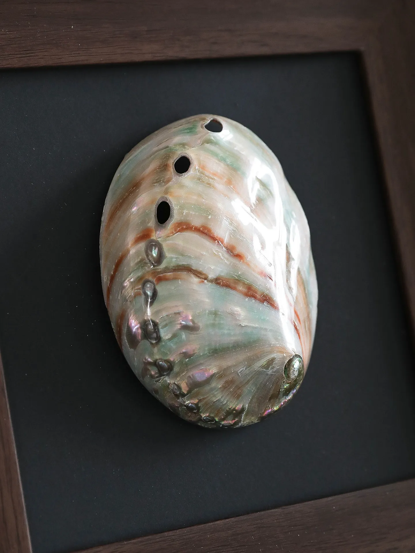 For Natural Shell Decorative Painting, Mid-Century Tabletop Art for Living Room
