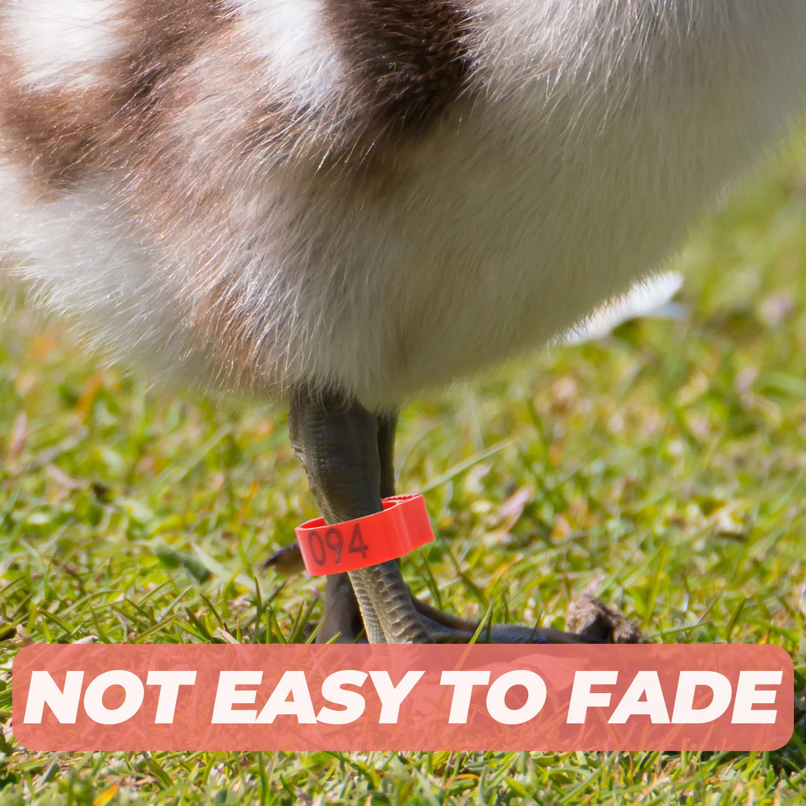 200pcs Chicken Leg Rings Durable Plastic Poultry Identification Bands Bright Color Easy Marking For Chickens Ducks Birds Farm