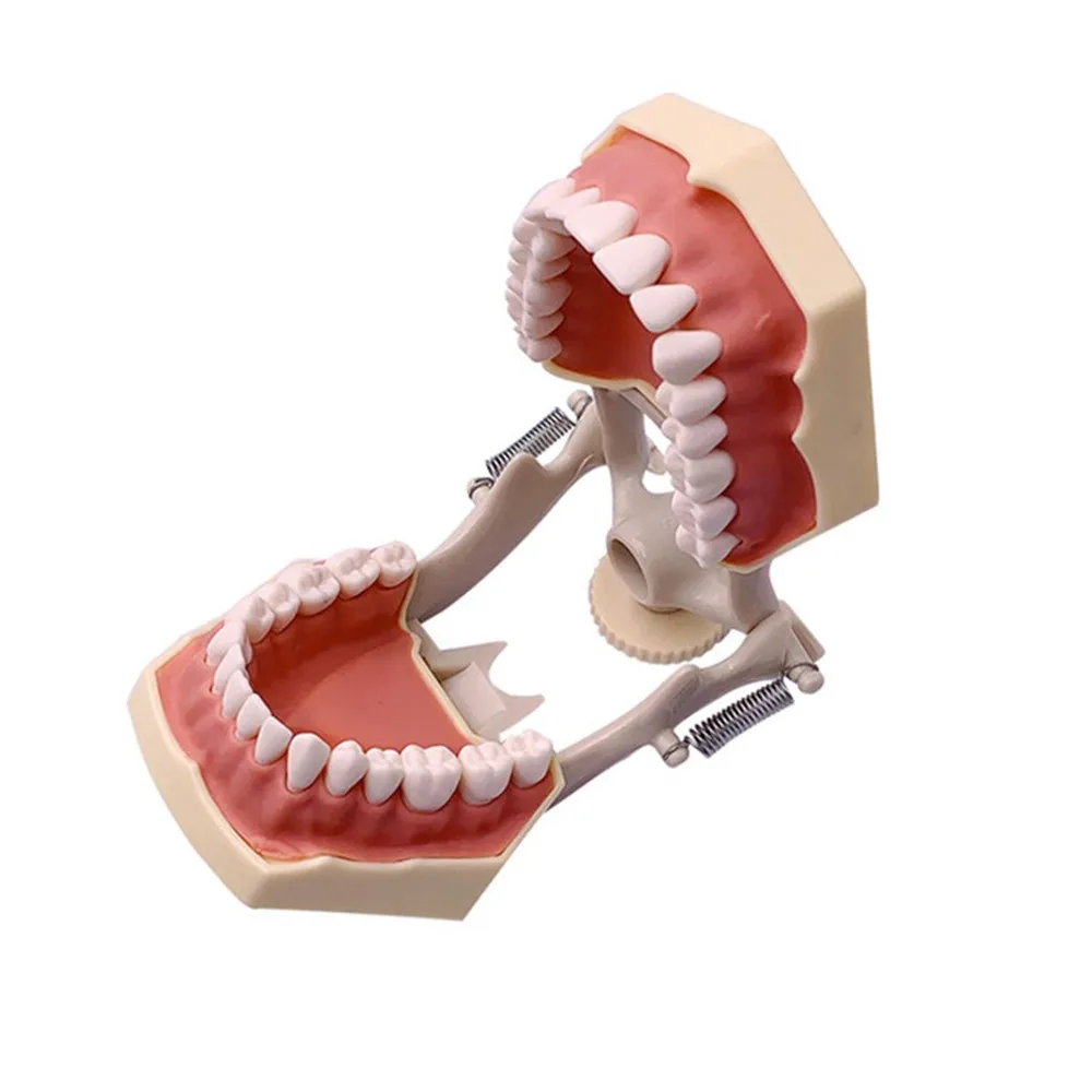 Model demonstracyjny stomatologii Model nauczania Model dentystyczny zębów z wyjmowanym modelem typodonta z 32 zębami