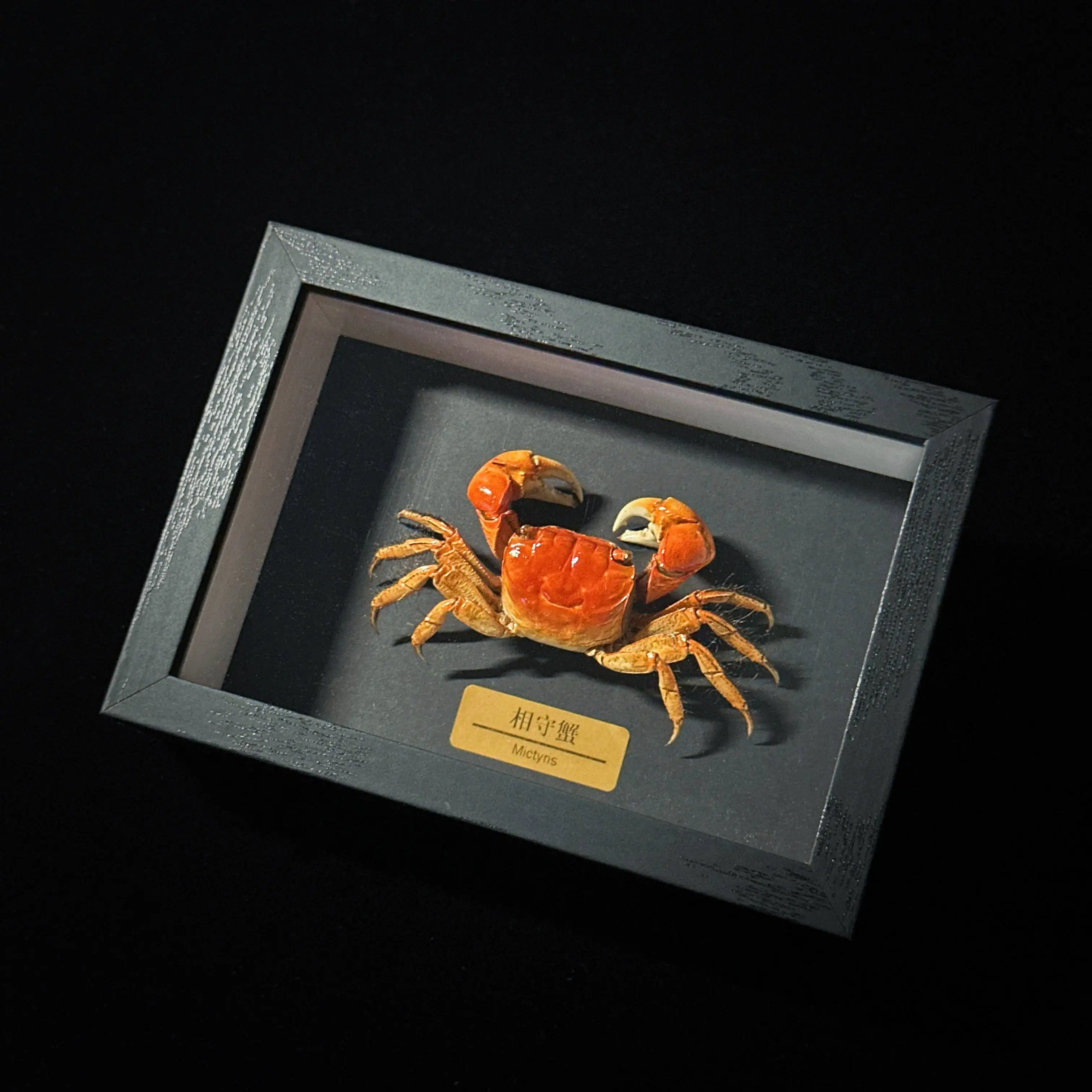Real Crab Specimen in Display Frame, Mounted True Crab, Stylish Collectible Birthday Gift