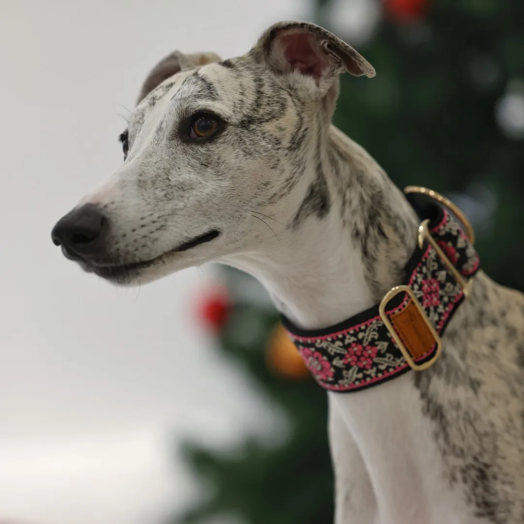 Martingale Hundehalsband für Hühner / Windhundhalsband / Iggy-Halsband / Lurcher-Halsband / Whippet-Halsband / Galgo-Halsband – Detail 12