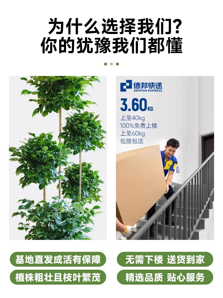 Large multi-layer happiness tree, potted plant, big old pile, indoor living room, safe tree absorbs formaldehyde