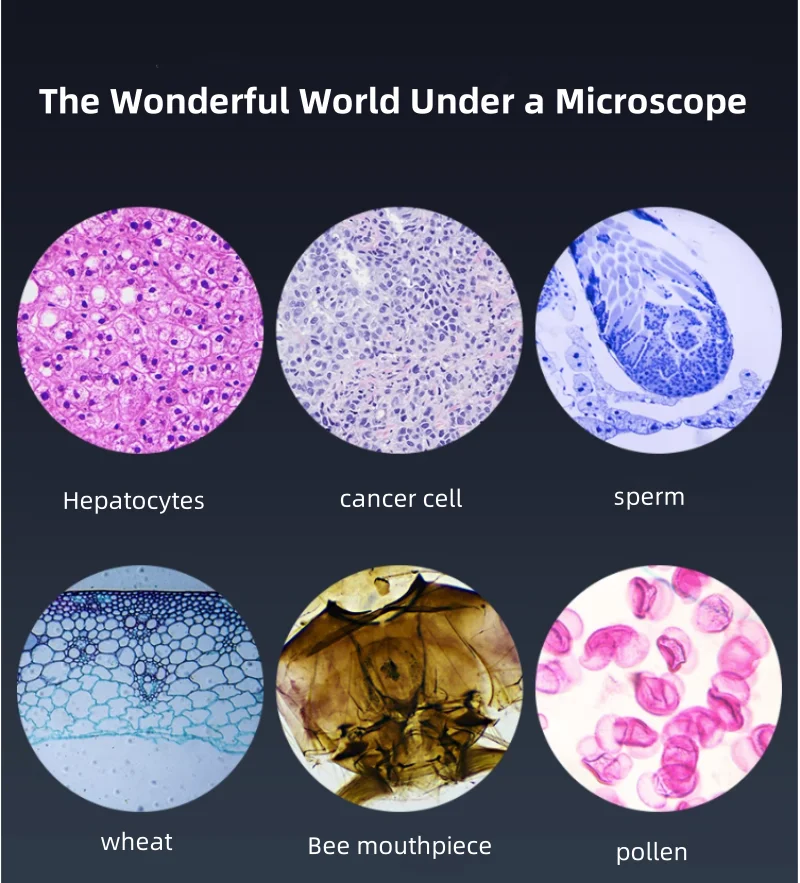 Biomicroscope; UBM; Biological microscope; OLYMPUS; Biological Microscopy Science Biological Interest Cultivation Laboratory