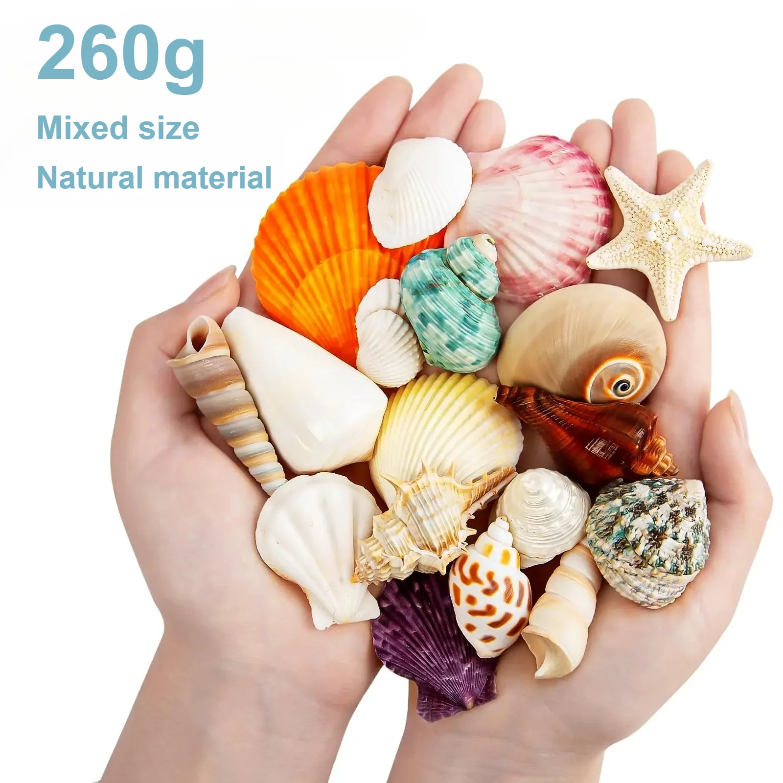 

260g Natural Conch Mixed Set Home Decoration Birthday Christmas Gift Beach Theme Decoration Fish Tank Wedding Decoration