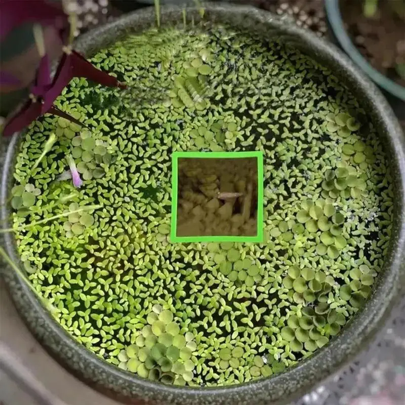 5/10Pcs Aquarium Fl…