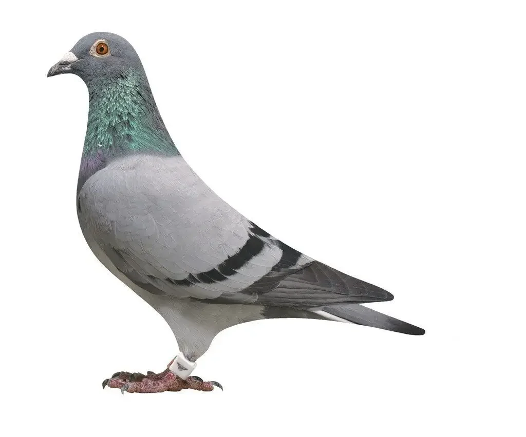 Anillo de seguimiento GPS para loros y pájaros, dispositivo de seguimiento de posición canaria interior de Paloma de carreras blanco de 110mAh, 10,8mm, 1 Uds.
