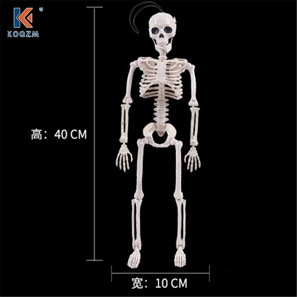 High Quality 40CM Human Anatomical Anatomy Skeleton Model Medical Learn Aid Anatomy human skeletal model Wholesale Retail