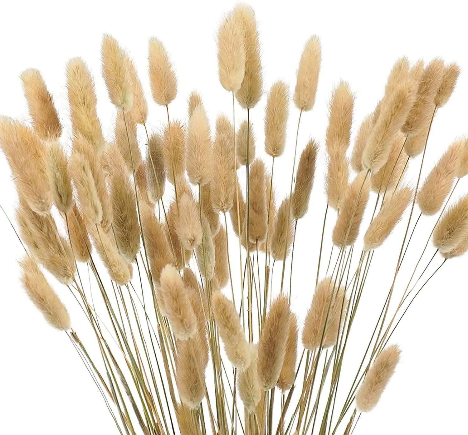 

60 Pcs Pampas Grass Decor 40cm Natural Dried Bunny Tail Grass, Lagurus Ovatus Dried Flowers Bouquets Home Wedding Arrangements