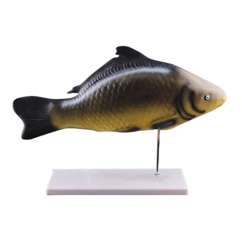 Fish Anatomical Model Removable Internal Animal Organs Biology Medical Teaching Demonstration Aids Anatomy Model