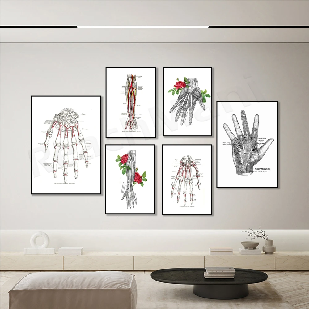 Wrist and wrist carpal ligament musculoskeletal, hand muscle ligament arterial nerve tendon retro human hand anatomy poster