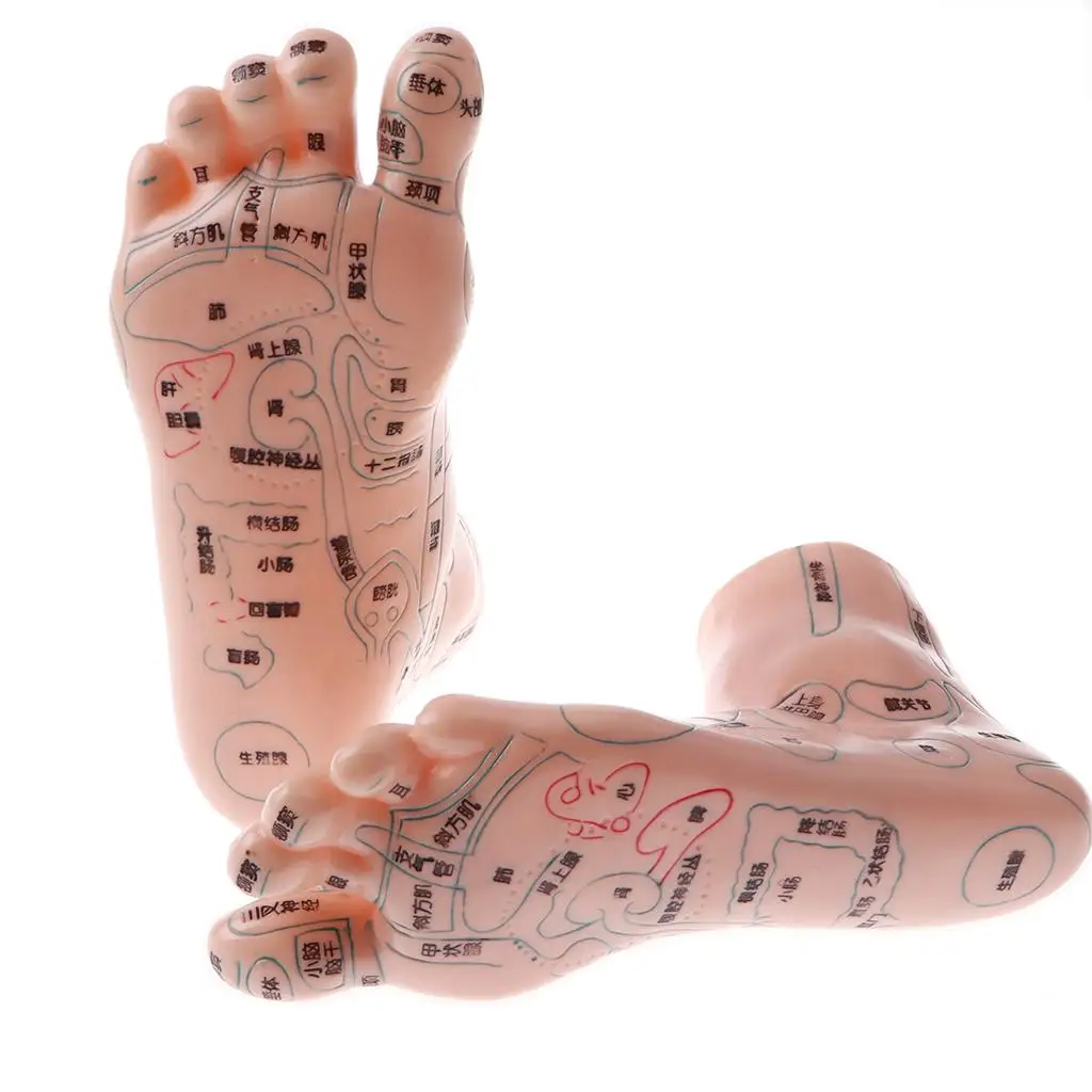 19cm Feet Model Reflexology Acupoint Massage Acupuncture Study Accs