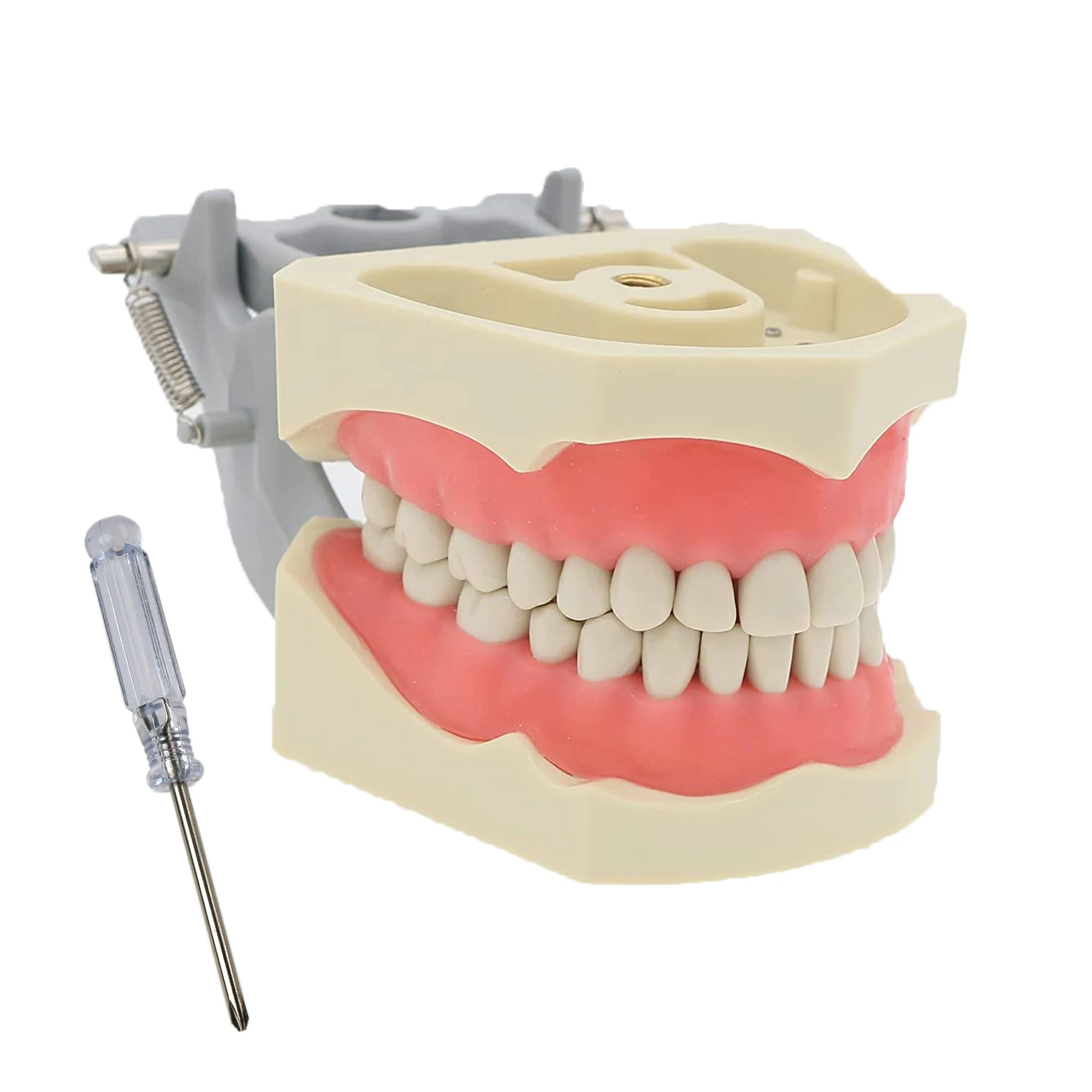 Dental Typodont Model with 32 Removable Teeth Compatible with the Colombian Dental Licensing Examination CDCA Teaching Study