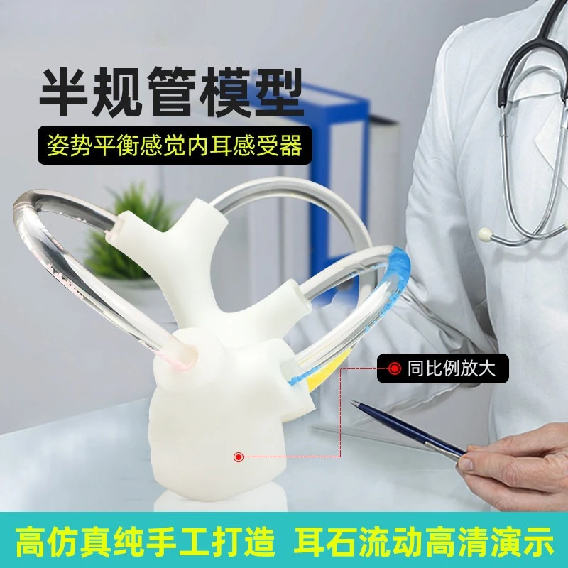Inner Ear Otolith Model Vestibular Balance Training BPPV Demonstration Human Rehabilitation Teaching Aid