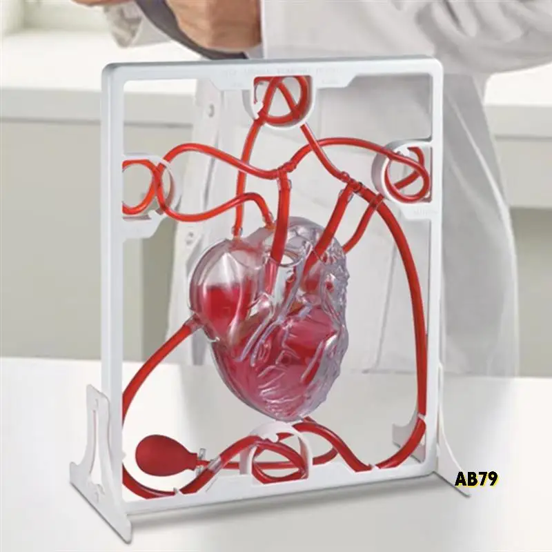 การไหลเวียนของหัวใจจําลองวิทยาศาสตร์การศึกษาสําหรับนักเรียนห้องเรียน EDU วิทยาศาสตร์ Human Body Anatomy อวัยวะรุ่น