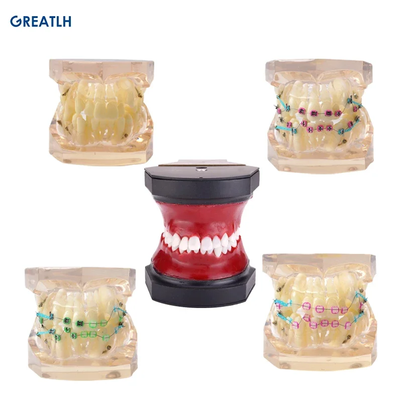 Wysokiej jakości model zębów typodontów Wosk laboratoryjny Modele zębów Model ortodontyczny do praktyki stomatologicznej / akcesoria stomatologiczne