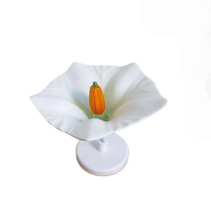 

Potato flower model plant flower structure model for school biological science education