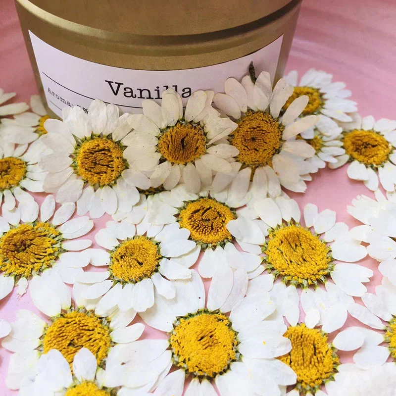 108 Small Daisy Pressed Flower - Home Decor Daisy 评论和价格