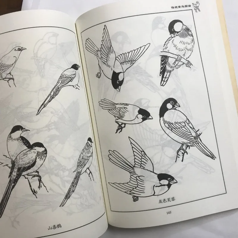 Książka o malowaniu ptaków: Poradnik artystyczny, tradycyjne ilustracje ptaków, zdjęcia referencyjne, rysunek liniowy feniksa, paw, orzeł, sroka.