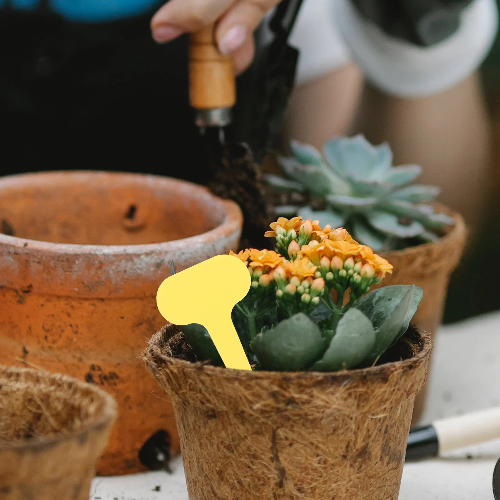 

600 Pcs Waterproof Label Plant Name Tag Plants Accessories Garden Markers Plastic Labels Tags Plates for Planting Product Id