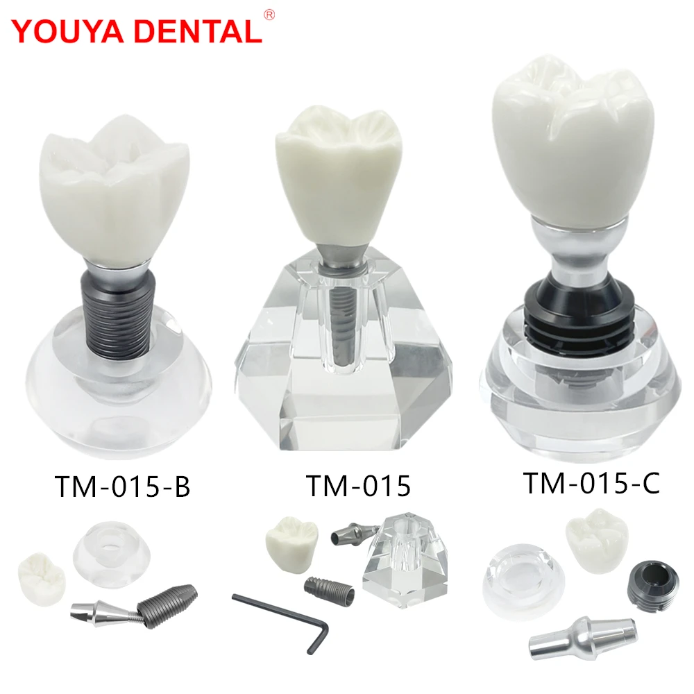 Single Dental Implant Teeth Model Crystal Implant Denture Model Crown Typodont Structure For Training Practice Teaching Display