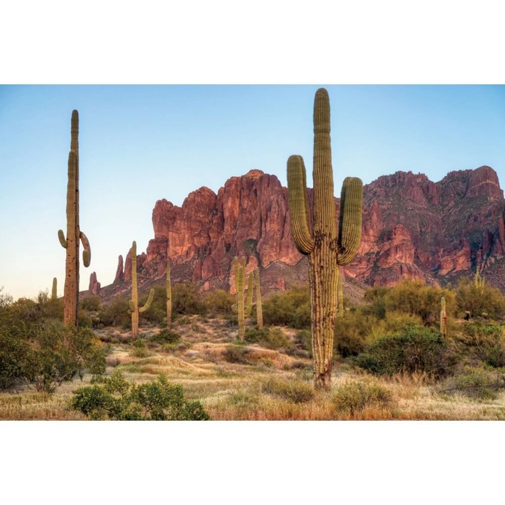 Western Desert Cactus Photography Backdrop Dusk Desert Mountain Shrub Hillside Natural Scene Portrait Background Photo Studio