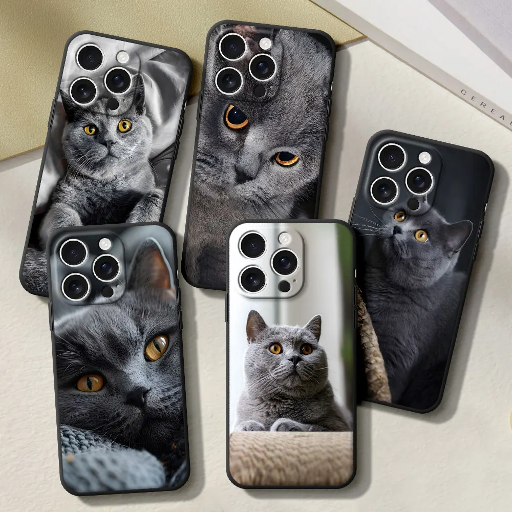 Cute British Shorth…