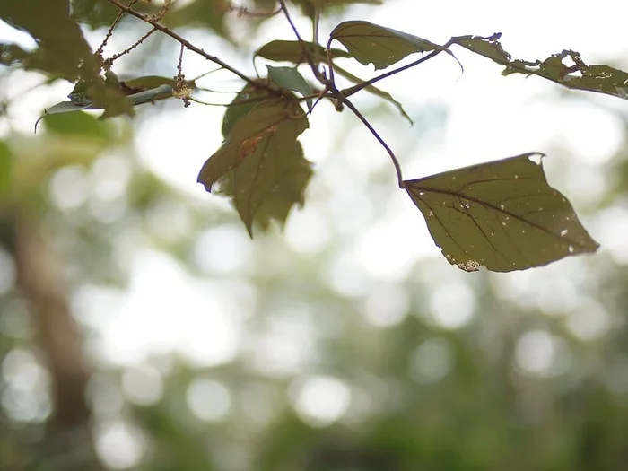 Flywoo 7 In 1 Fpv P…