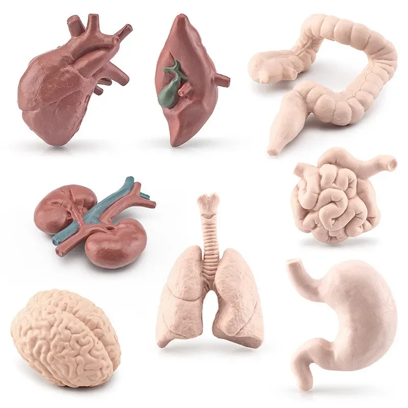 

Human Body Anatomy Organ Model Biology Science Teaching Aids Student Cognitive STEM Educational Classroom Learning Toy