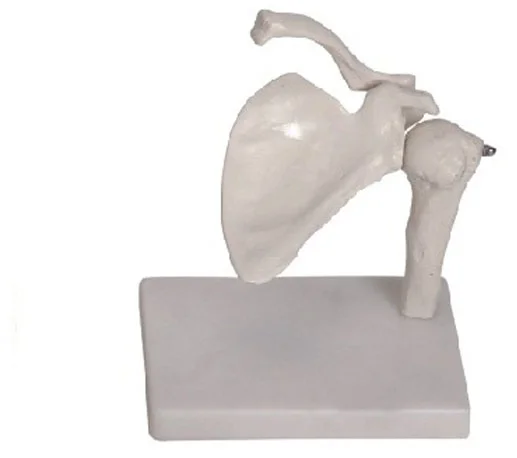 

Shoulder Joint Model Medical Science Human Skeleton Anatomical Simulator Educational Study Assistance Teaching Aids for Medicine