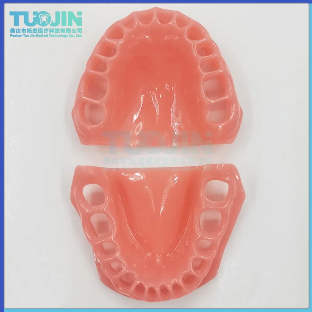 Dental Soft Gum Standad Study Model Model symulacyjny zęby akcesoria do nauczania miękkie gGums Model miękka guma z 28 otworami na zęby