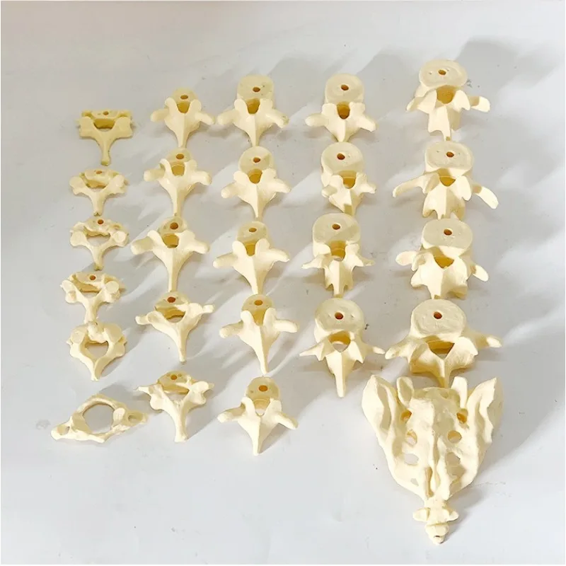 Tail Vertebra Sacral Bone Scattered Bone Spinal Model with Orthopedics for Adult Lumbar Spine and Cervical Spine Teaching