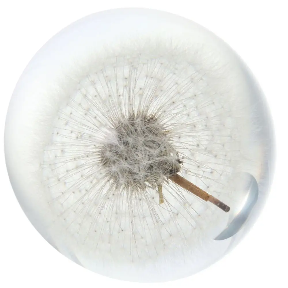 

Table Ornament Dandelion Paperweight Decoration Desktop Ornament Box Large Specimen Ball Paperweight Gift