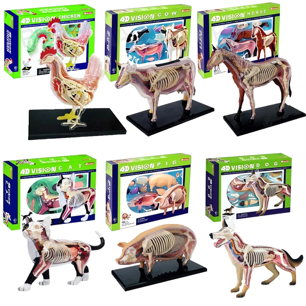 

4D MASTER Animal Anatomy Display Model Teaching Props Detachable Parts Showing Internal Organ Connections Durable and Safe Gifts