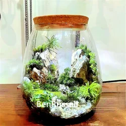 Micro Landscape Ecological Glass Bottle with Cork Lid Hydroponic Bryophyte Moss Plant Landscaping Glass Container Home Decor
