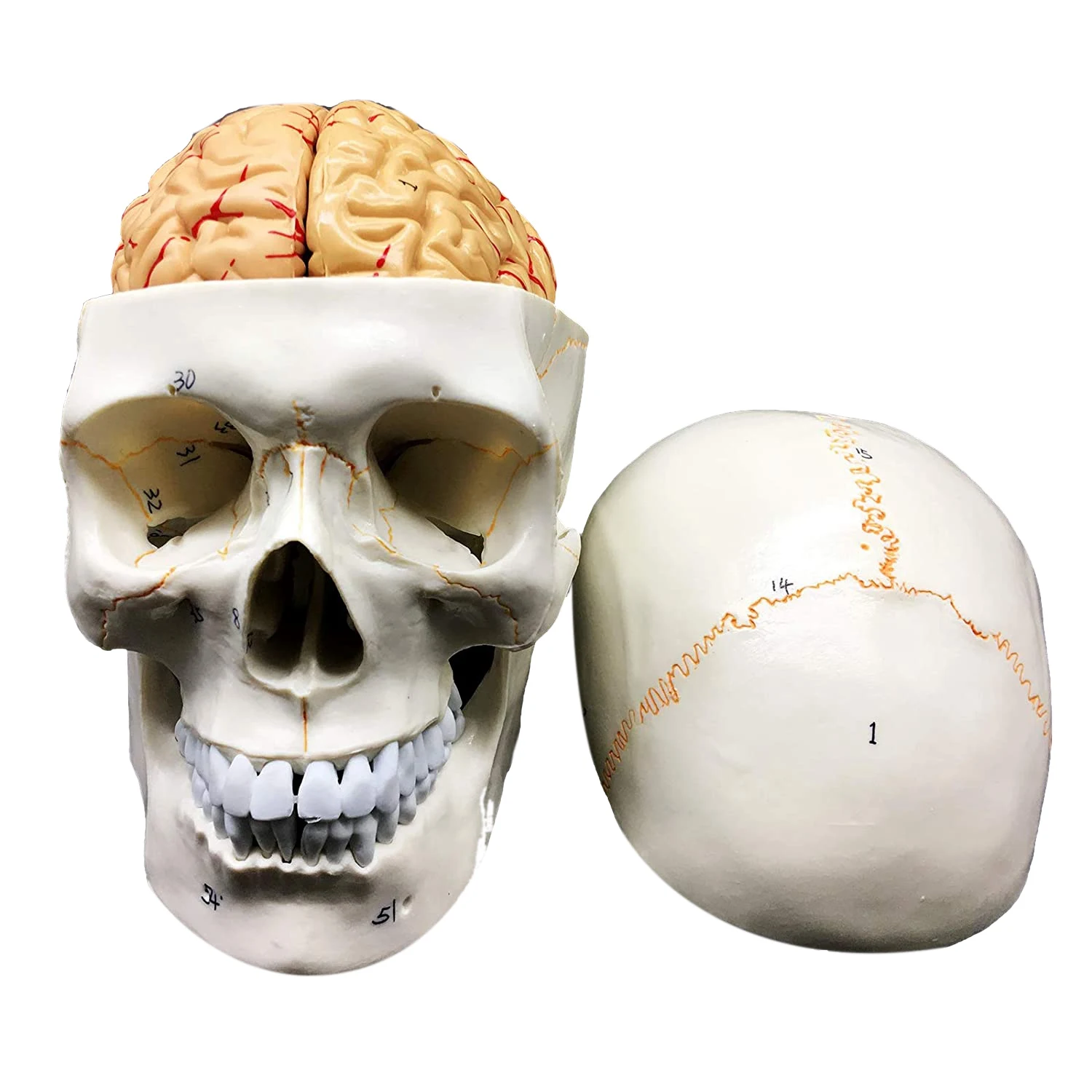 

Human Skull with Brain Anatomical Model 8-Part Life-Size Anatomy for Science Classroom Study Display Teaching Model