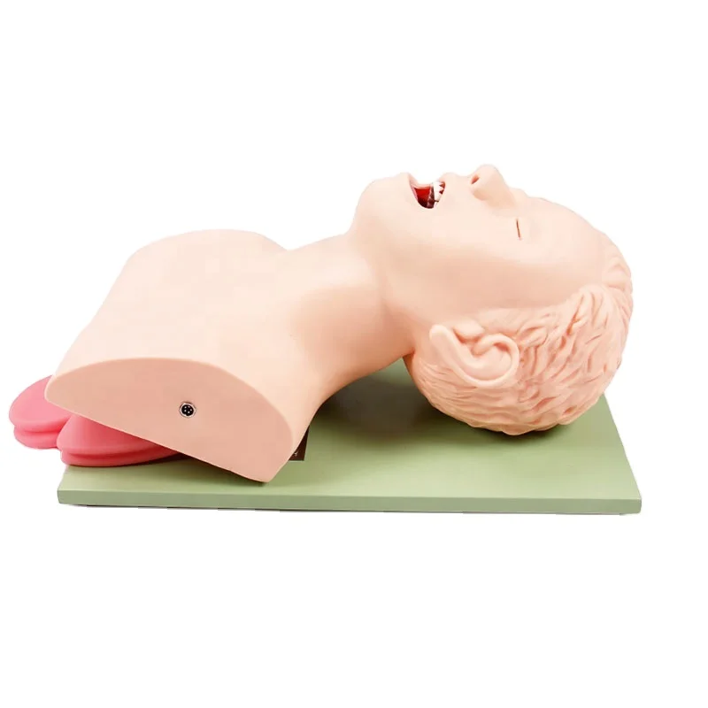 

Electronic endotracheal intubation emulator training model and tooth compression alarm human model