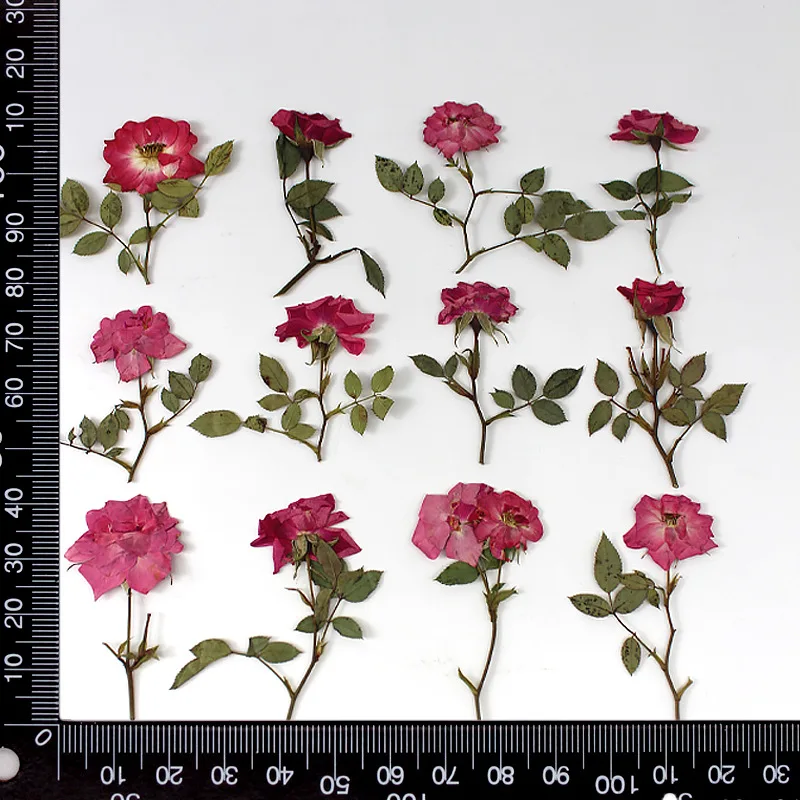 12ชิ้น,ธรรมชาติสีขาวสีชมพูสีแดงกุหลาบสาขา,จริงกดดอกไม้DIYเชิญงานแต่งงานกราฟท์บุ๊คมาร์คบัตรของขวัญกรณีโทรศัพท์ตกแต่ง