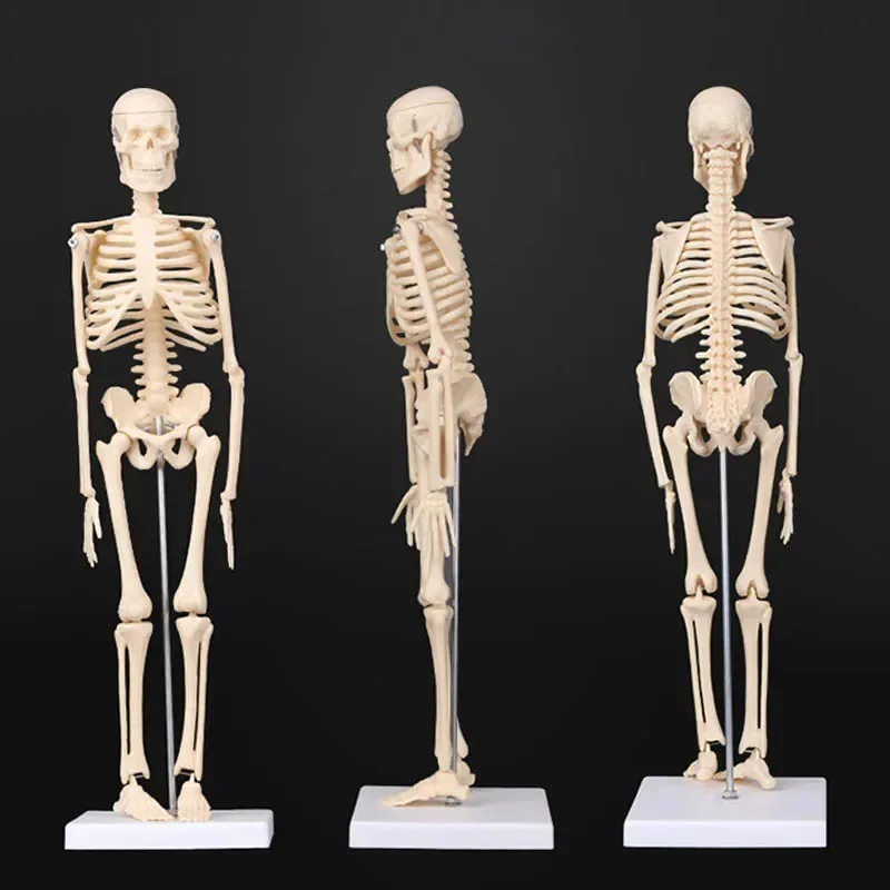 

45CM Anatomical Anatomy Human Skeleton Model Medical Learn Aid Anatomy human skeletal model Wholesale Retail