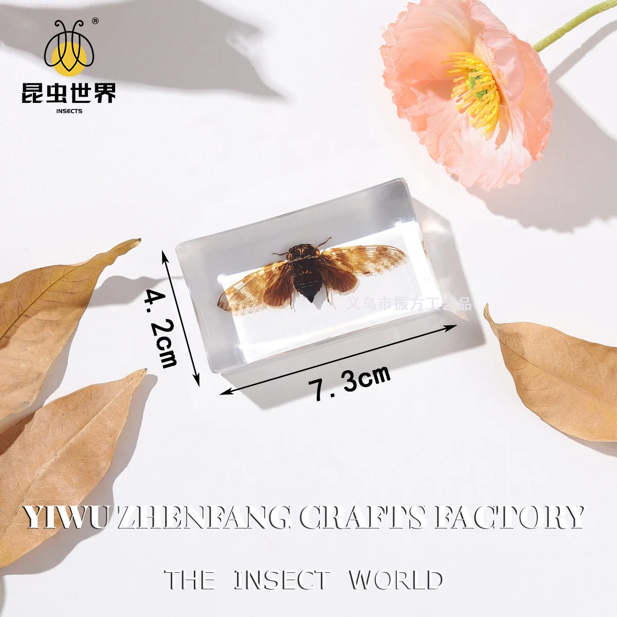 Insect Specimens: A Glimpse into the Miniature World of Nature