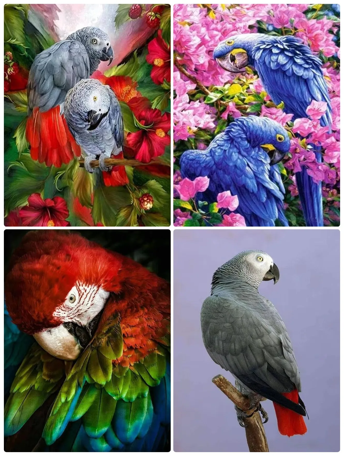 

Jigsaw Puzzles for Adults - Animal Parrot- Jigsaw Puzzle Home Decor Adults Puzzle Games Family Fun Puzzles Educational Gift