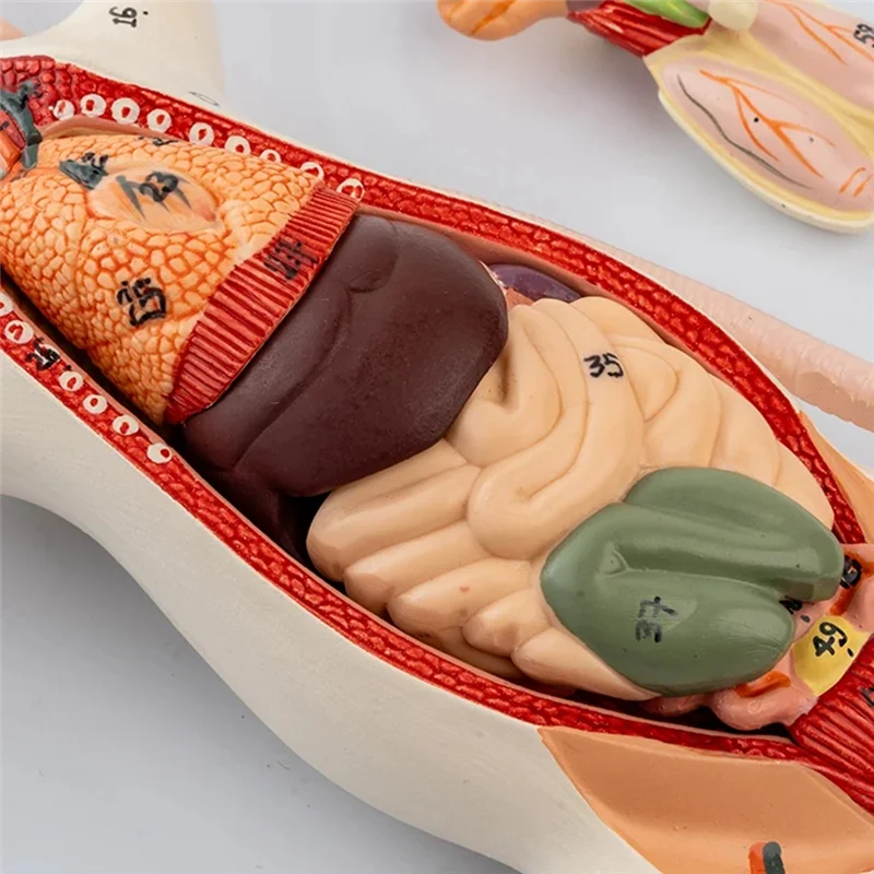 A29F-Rat Modello di Anatomia Mouse Bianco Organo Interno Struttura Anatomia Biologia Insegnamento Sperimentale Animale Allevamento Anatomico