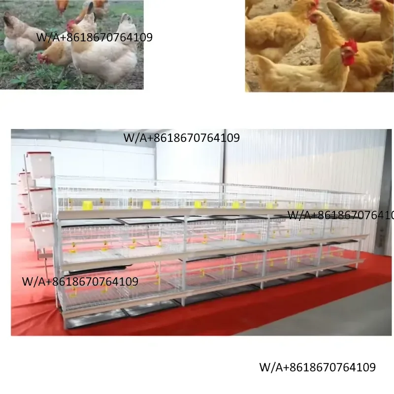 High capacity broiler cage battery system hot dip galvanized