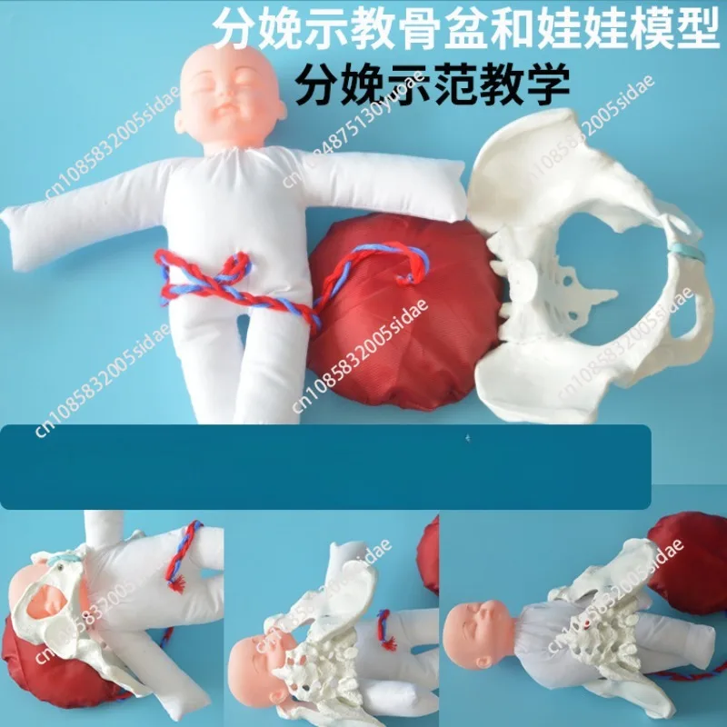 1:1 Life Sized Human Delivery Demonstration Pelvis Teaching Anatomy Model Fetus Umbilical Cord Placenta Model