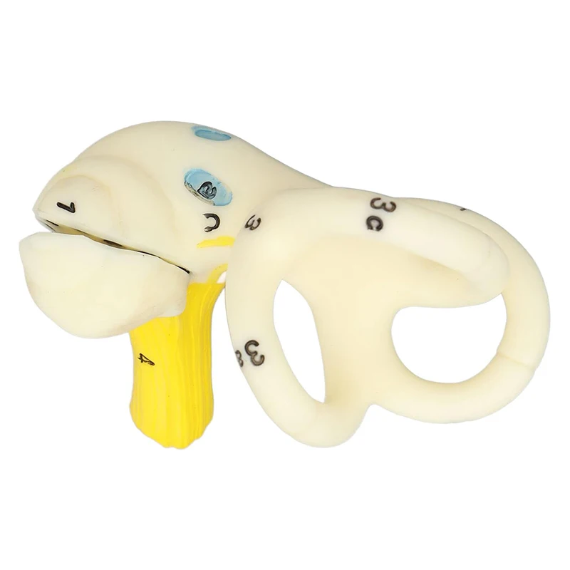 Labyrinthine Inner Ear Model Semicircular Canal Cochlea Anatomical Model Medical Otology Cochlear  Anatomy
