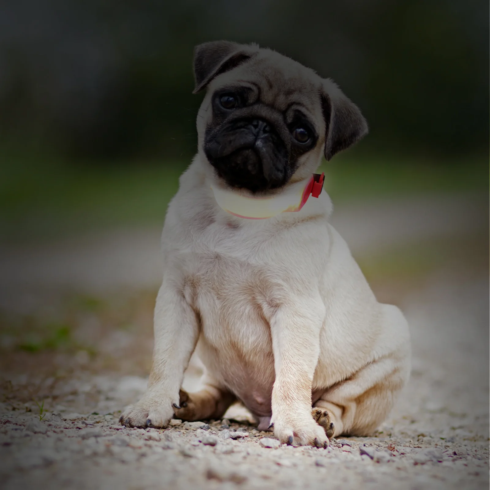 1Pcs Signal Light LED Strap Multifunctional Pet Collar Light-Emitting Band Warning Safety Noctilucence Strap for Dogs