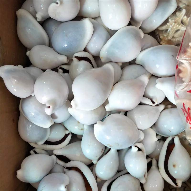 Natural conch and shell Fish tank weddingdiy Creative home decoration White Rabbit snail Sea rabbit snail